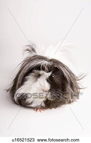 tierportraits, pet, alfred, animal, animal portrait, animals View Large Photo Image Stock Image - tierportraits, pet, alfred, animal, animal portrait, animals. Fotosearch
