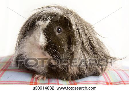 tierportraits, pet, alfred, animal, animal portrait, animals View Large Photo Image Stock Image - tierportraits, pet, alfred, animal, animal portrait, animals. Fotosearch