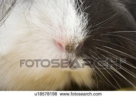 Stock Photo - tierportraits, pet, alfred, animal, animal portrait, animals. Fotosearch