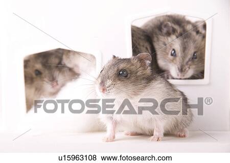 tierportraits, tierfamilien, tierfamilie, alfred, animal, animal portrait View Large Photo Image Stock Photo - tierportraits, tierfamilien, tierfamilie, alfred, animal, animal portrait. Fotosearch