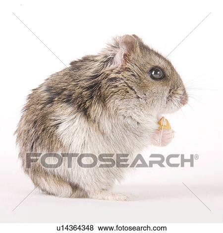 zwerghamster, alfred, animal, animals, cankerous, corn View Large Photo Image Stock Photo - zwerghamster, alfred, animal, animals, cankerous, corn. Fotosearch
