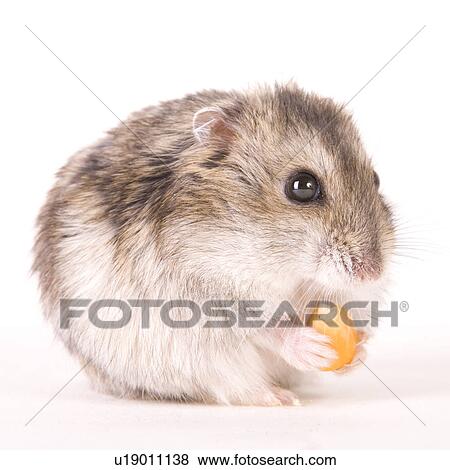 zwerghamster, alfred, animal, animals, cankerous, corn View Large Photo Image Stock Photo - zwerghamster, alfred, animal, animals, cankerous, corn. Fotosearch