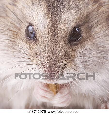 Stock Photograph - zwerghamster, alfred, animal, animals, cankerous, corn. Fotosearch