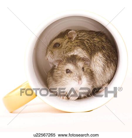 zwerghamster, tierfamilie, alfred, animal, animals, cankerous View Large Photo Image Stock Photography - zwerghamster, tierfamilie, alfred, animal, animals, cankerous. Fotosearch