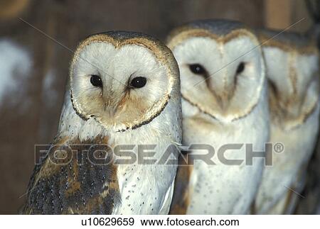 animals, barns, alba View Large Photo Image Stock Photo - animals, barns, alba. Fotosearch