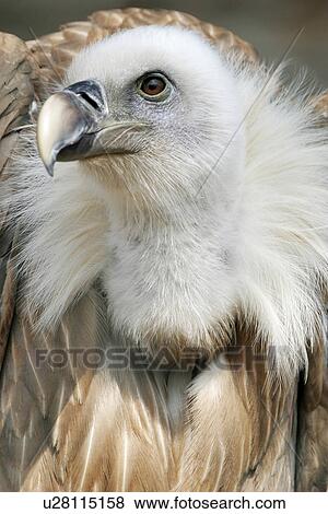 animals, bill, beak, aves, alfred View Large Photo Image Stock Photo - animals, bill, beak, aves, alfred. Fotosearch