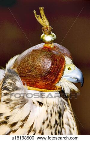 Stock Image - animals, bird, aves, alfred. Fotosearch