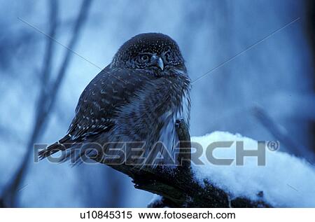 aves, bough, blue, bird, animals View Large Photo Image Stock Photography - aves, bough, blue, bird, animals. Fotosearch