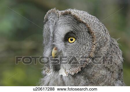 bartkauz, bill, bird, birds of prey, black and white, canton, daemmerungsaktiv View Large Photo Image Stock Photo - bartkauz, bill, bird, birds of prey, black and white, canton, daemmerungsaktiv. Fotosearch