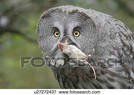 bartkauz, bill, bird, birds of prey, black and white, canton, daemmerungsaktiv View Large Photo Image Stock Photo - bartkauz, bill, bird, birds of prey, black and white, canton, daemmerungsaktiv. Fotosearch