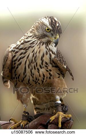bird, animals, bill, beak, aves, alfred View Large Photo Image Stock Photograph - bird, animals, bill, beak, aves, alfred. Fotosearch