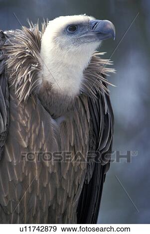 Bird of prey View Large Photo Image Stock Photo - Bird of prey. Fotosearch