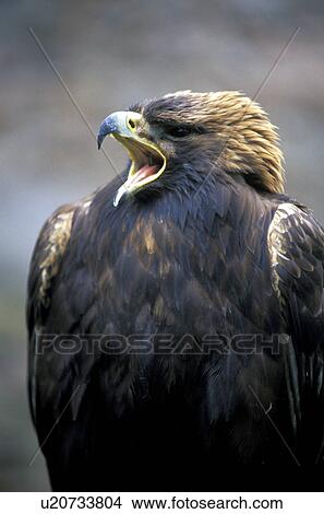 Eagle close up View Large Photo Image Picture - Eagle close up. Fotosearch
