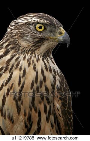 Falcon View Large Photo Image Stock Photo - Falcon. Fotosearch