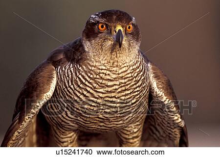 federn, abenddaemmerung, accipiter, animals, aves View Large Photo Image Stock Image - federn, abenddaemmerung, accipiter, animals, aves. Fotosearch
