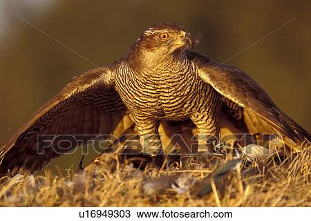 federn, abenddaemmerung, accipiter, animals, aves View Large Photo Image Stock Image - federn, abenddaemmerung, accipiter, animals, aves. Fotosearch