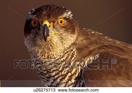 federn, abenddaemmerung, accipiter, animals, aves View Large Photo Image Stock Image - federn, abenddaemmerung, accipiter, animals, aves. Fotosearch