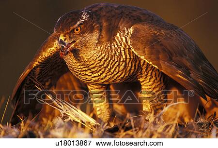 federn, abenddaemmerung, accipiter, animals, aves View Large Photo Image Stock Photo - federn, abenddaemmerung, accipiter, animals, aves. Fotosearch
