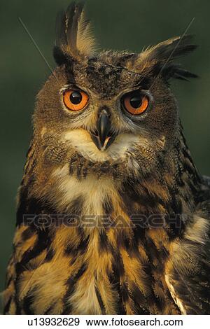 federn, abenddaemmerung, animals, aves, beak View Large Photo Image Stock Photo - federn, abenddaemmerung, animals, aves, beak. Fotosearch