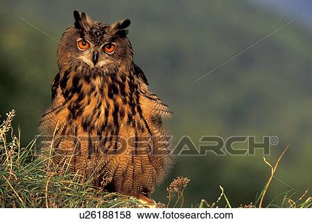 federn, abenddaemmerung, animals, aves, beak View Large Photo Image Stock Photo - federn, abenddaemmerung, animals, aves, beak. Fotosearch