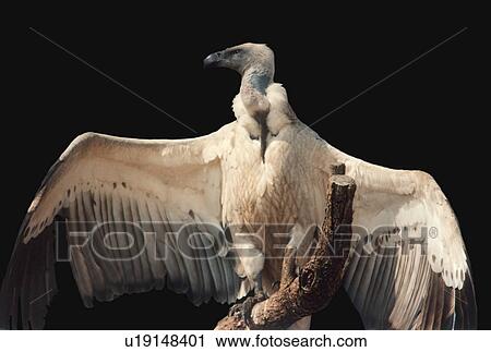 Stock Image - federn, above, Africa, andrea, bird, branch. Fotosearch