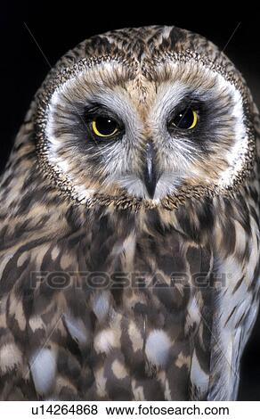federn, accipiter, animals, aves View Large Photo Image Stock Photo - federn, accipiter, animals, aves. Fotosearch
