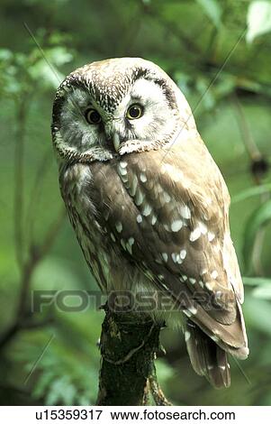 federn, animals, athene, aves View Large Photo Image Stock Photo - federn, animals, athene, aves. Fotosearch