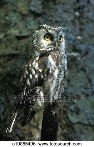 federn, animals, athene, aves View Large Photo Image Stock Photograph - federn, animals, athene, aves. Fotosearch