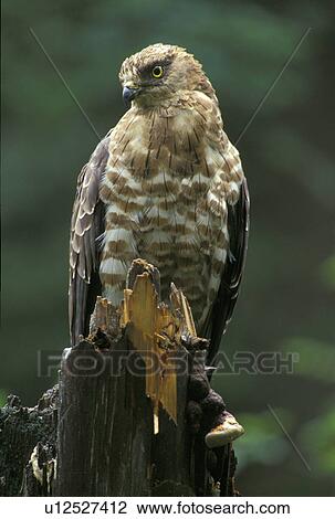 federn, animals, aves, beak, bill View Large Photo Image Stock Image - federn, animals, aves, beak, bill. Fotosearch