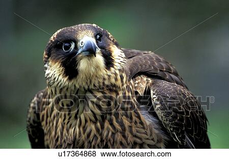 federn, animals, aves, beak, bill View Large Photo Image Stock Photo - federn, animals, aves, beak, bill. Fotosearch