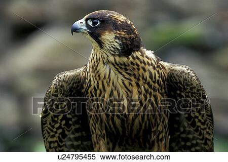 federn, animals, aves, beak, bill View Large Photo Image Stock Photography - federn, animals, aves, beak, bill. Fotosearch