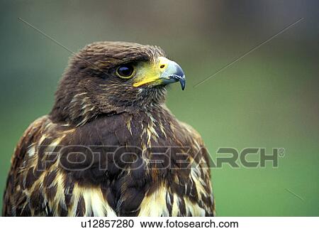 federn, animals, aves, beak View Large Photo Image Stock Image - federn, animals, aves, beak. Fotosearch