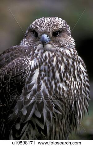 federn, animals, aves, beak View Large Photo Image Stock Image - federn, animals, aves, beak. Fotosearch