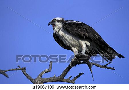 federn, animals, aves, beak View Large Photo Image Stock Photo - federn, animals, aves, beak. Fotosearch