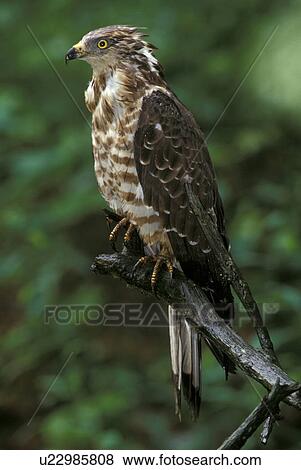 Stock Photo - federn, animals, aves, beak. Fotosearch