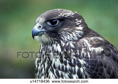 federn, animals, aves, beak View Large Photo Image Stock Photograph - federn, animals, aves, beak. Fotosearch