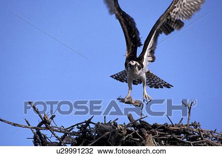 federn, animals, aves, bird, birds-nest View Large Photo Image Stock Image - federn, animals, aves, bird, birds-nest. Fotosearch
