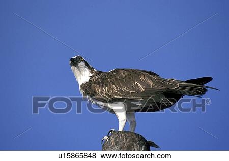 federn, animals, aves, bird View Large Photo Image Stock Photo - federn, animals, aves, bird. Fotosearch