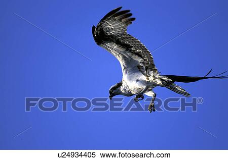 federn, animals, aves, bird View Large Photo Image Stock Photography - federn, animals, aves, bird. Fotosearch
