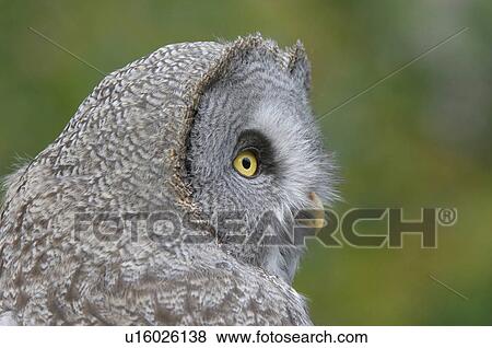Gray owl View Large Photo Image Stock Photo - Gray owl. Fotosearch