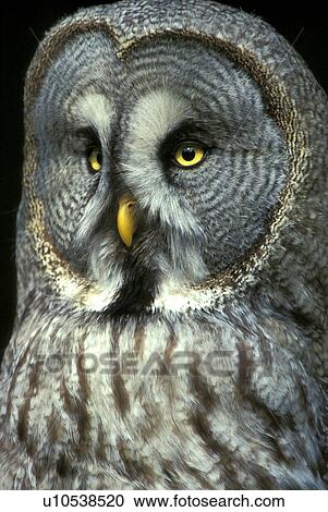 Owl View Large Photo Image Stock Image - Owl. Fotosearch
