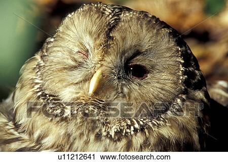 Owl View Large Photo Image Stock Image - Owl. Fotosearch