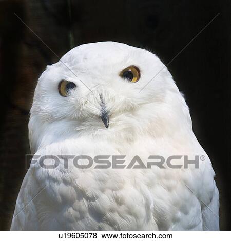 tierportraits, alfred, animal, animal portrait, animals, bird View Large Photo Image Stock Photo - tierportraits, alfred, animal, animal portrait, animals, bird. Fotosearch