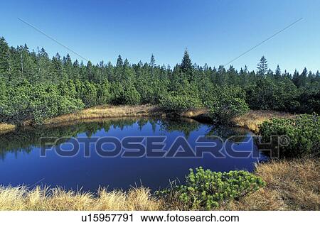 Bavarian, Christian, conifer, coniferae View Large Photo Image Stock Image - Bavarian, Christian, conifer, coniferae. Fotosearch