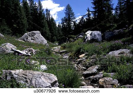 Bernhard, CAN clay/tone, canton, cow, day, forest View Large Photo Image Stock Photograph - Bernhard, CAN clay/tone, canton, cow, day, forest. Fotosearch