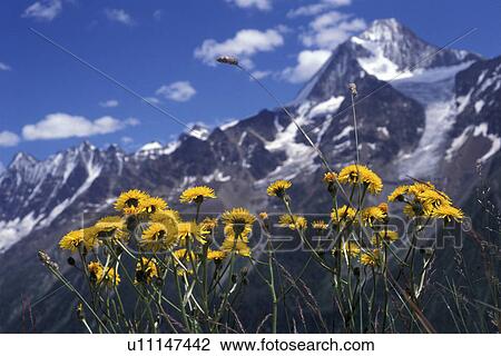 blowball, Bernhard, blossom, blooms, bloom, abloom View Large Photo Image Stock Image - blowball, Bernhard, blossom, blooms, bloom, abloom. Fotosearch