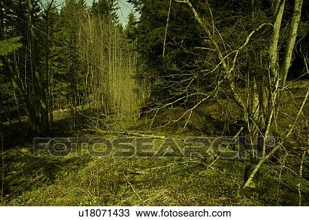 Stock Image - branches, coppice, buschwerk, broken, atmosphere. Fotosearch