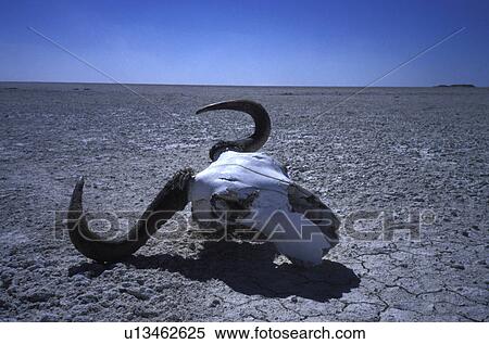 erde, abandoned, Africa, africa, African, animals, antlers View Large Photo Image Stock Photography - erde, abandoned, Africa, africa, African, animals, antlers. Fotosearch