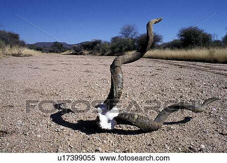 Stock Photography - erde, abandoned, Africa, africa, African, animals, antlers. Fotosearch