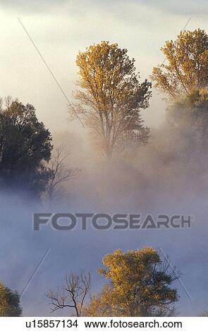 Picture - Fog in the forest. Fotosearch